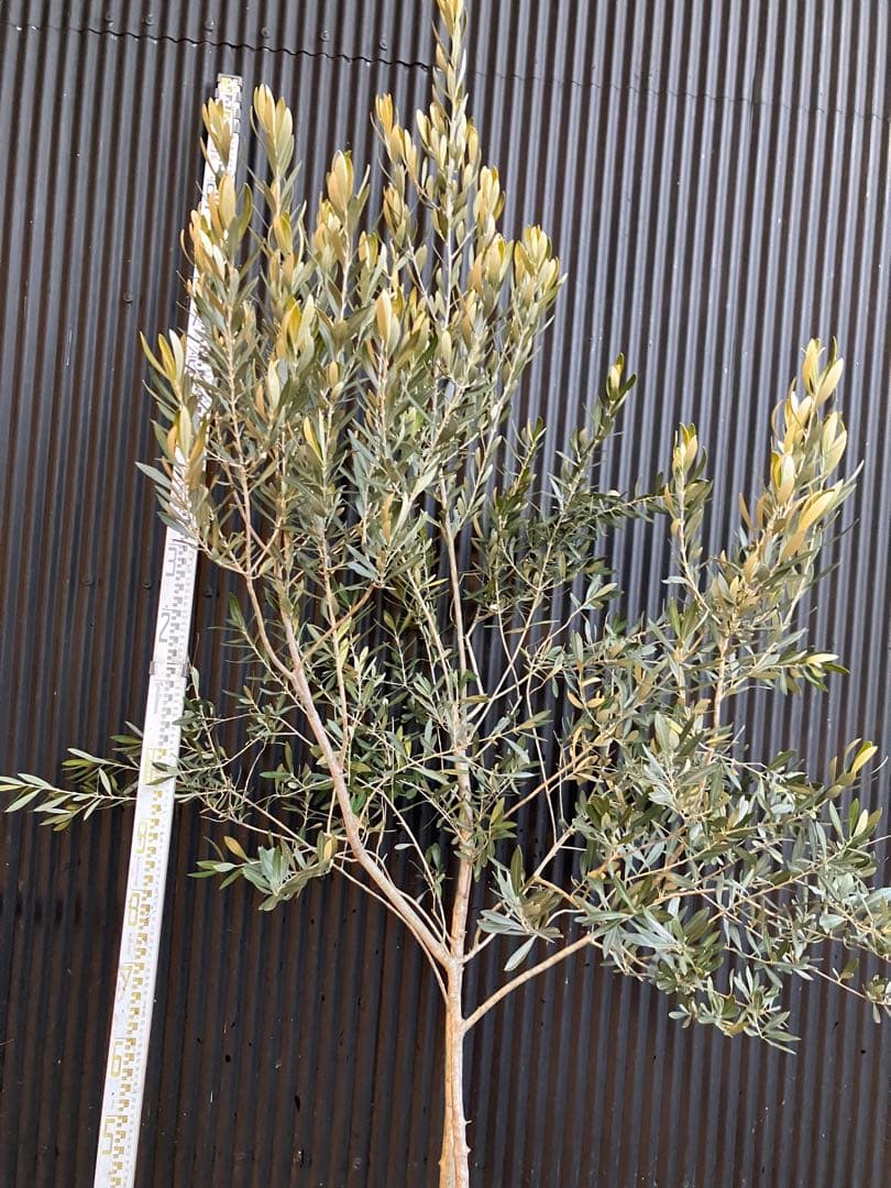 オリーブの木　シプレッシーノ　d