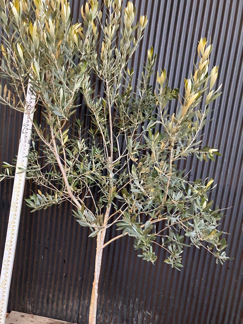 オリーブの木　シプレッシーノ　d