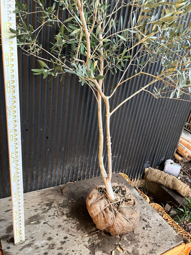 オリーブの木　シプレッシーノ　d