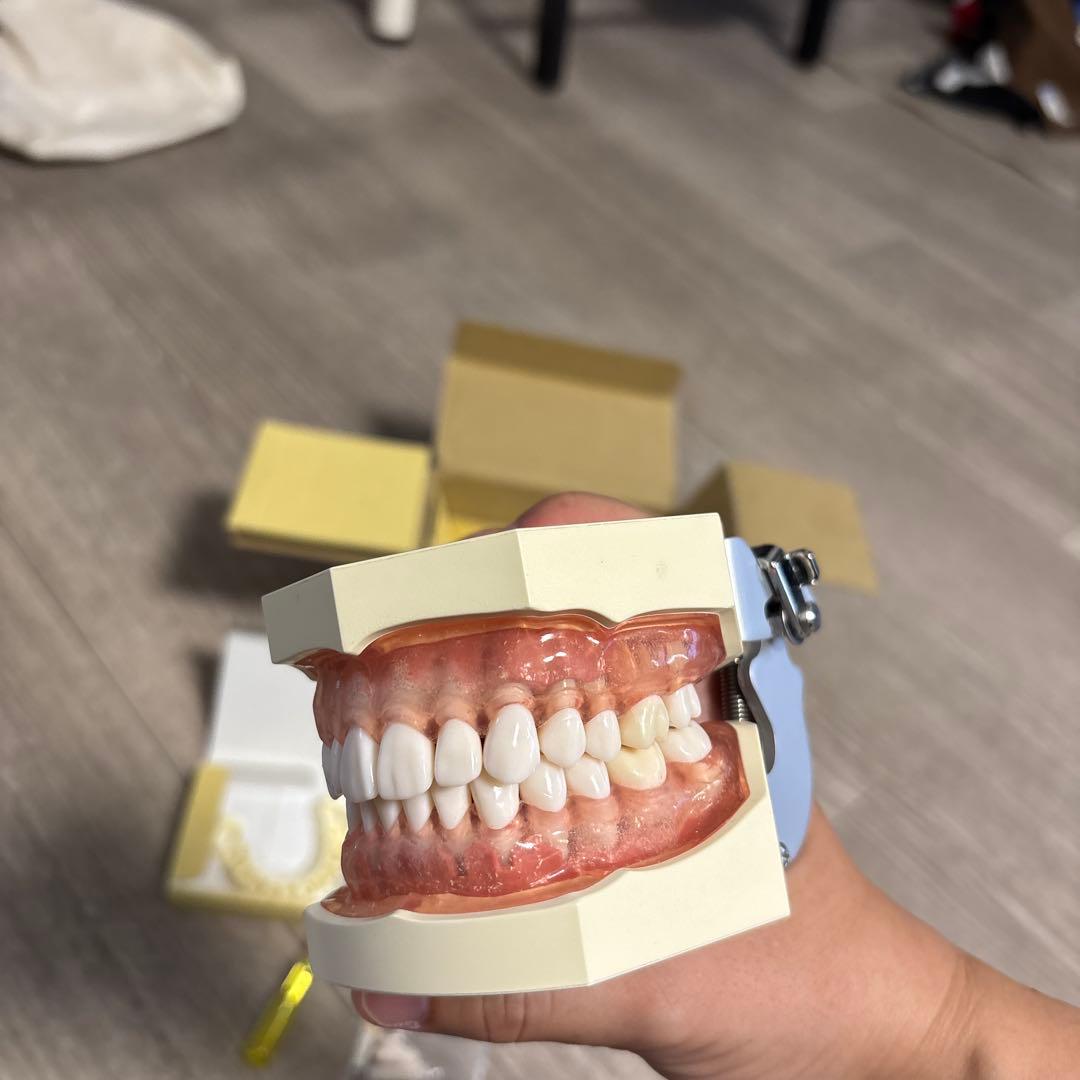 NISSIN 顎模型 実習用模型 歯科衛生士