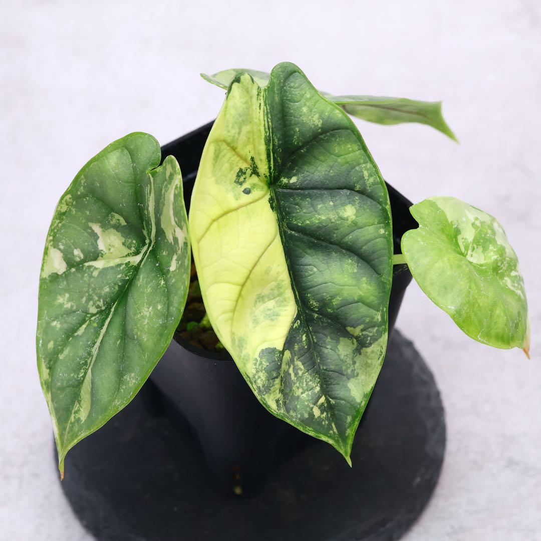 アロカシア シルバードラゴン アルボ 斑入り