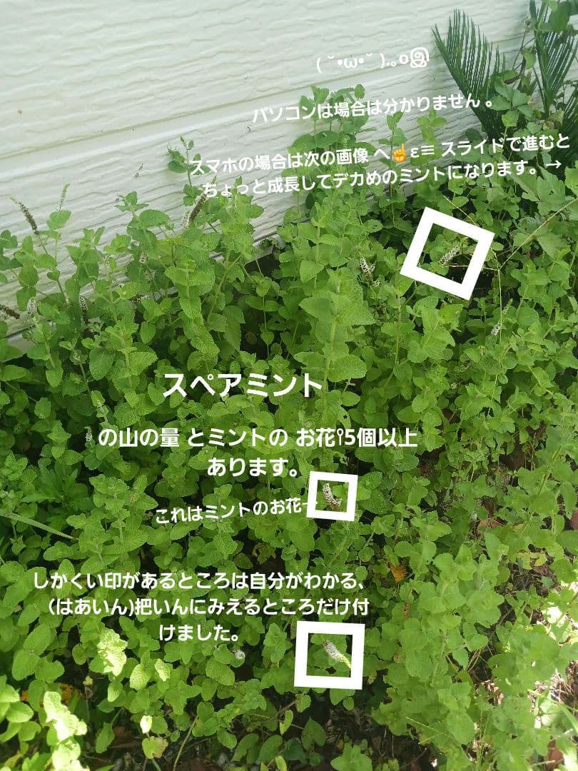 スペアミントと その お花 とちょっと デカ スペアミント