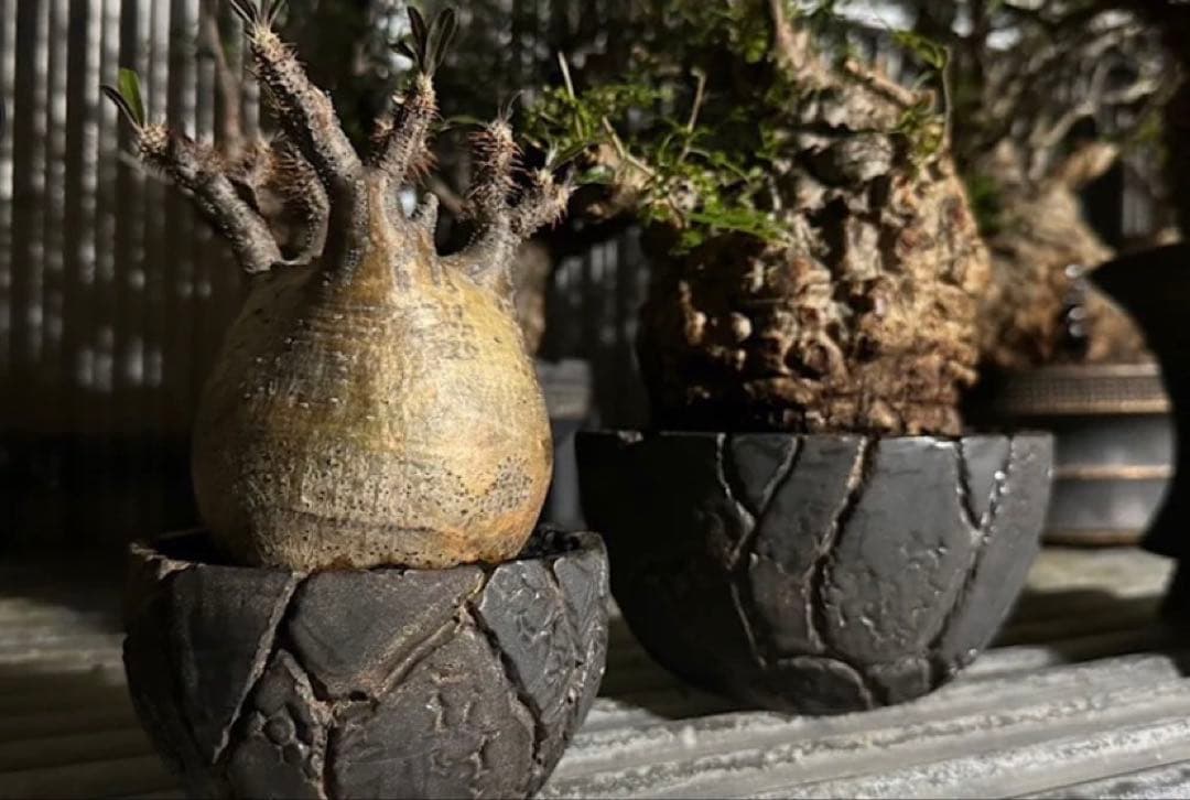 spicygemMeteoriteBOWLAPOLLO鉢valiemsrl