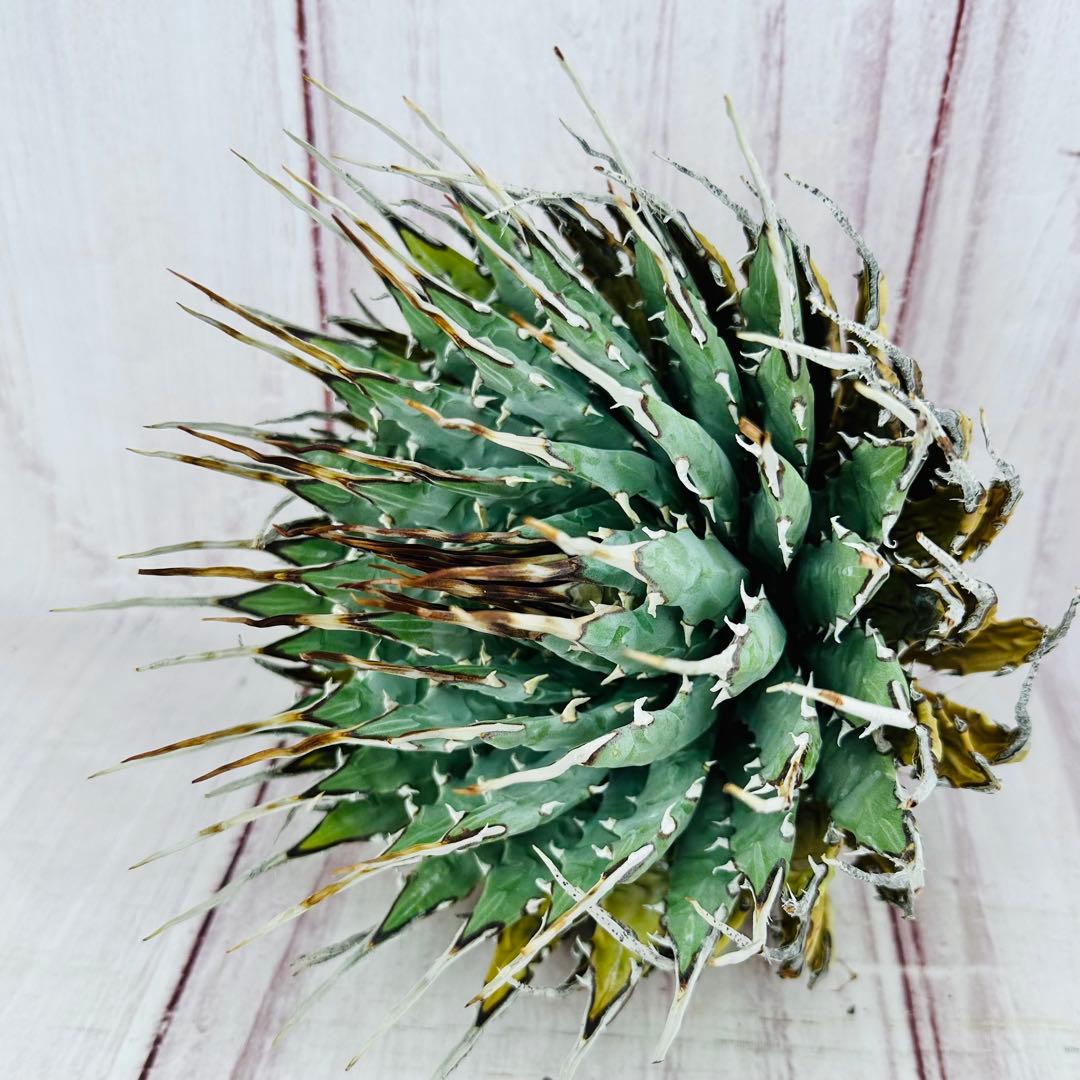 15 アガベ ユタエンシス エボリスピナ ロングスパイン