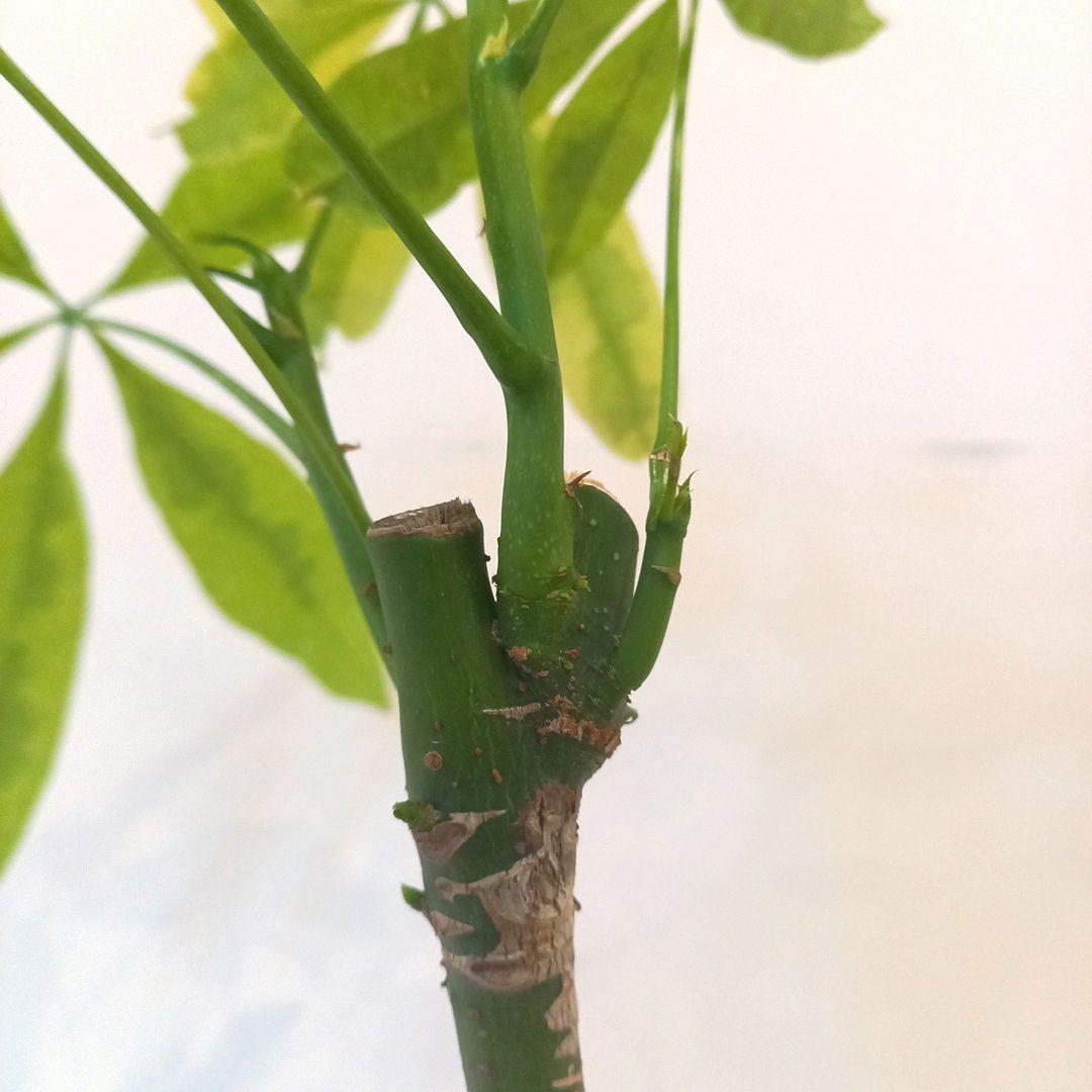 紅*椿様 超絶希少 パキラムーンライト 実生 幹太曲がり 極上斑入り