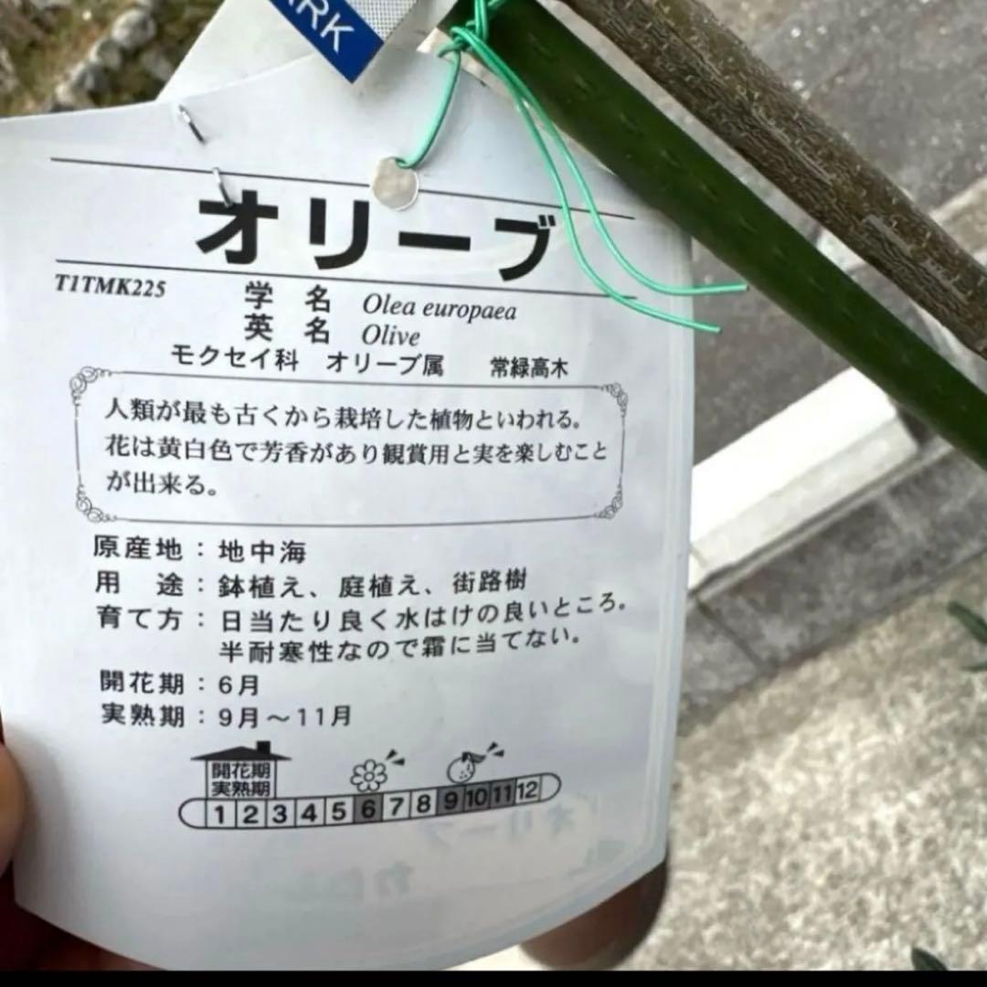 希少 レア オリーブ カロレア 品種ラベル付き 高さ160cm 鉢ごと宅配便