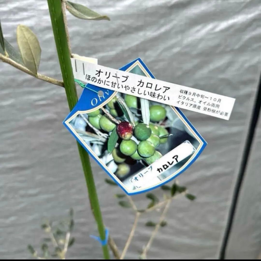 希少 レア オリーブ カロレア 品種ラベル付き 高さ160cm 鉢ごと宅配便