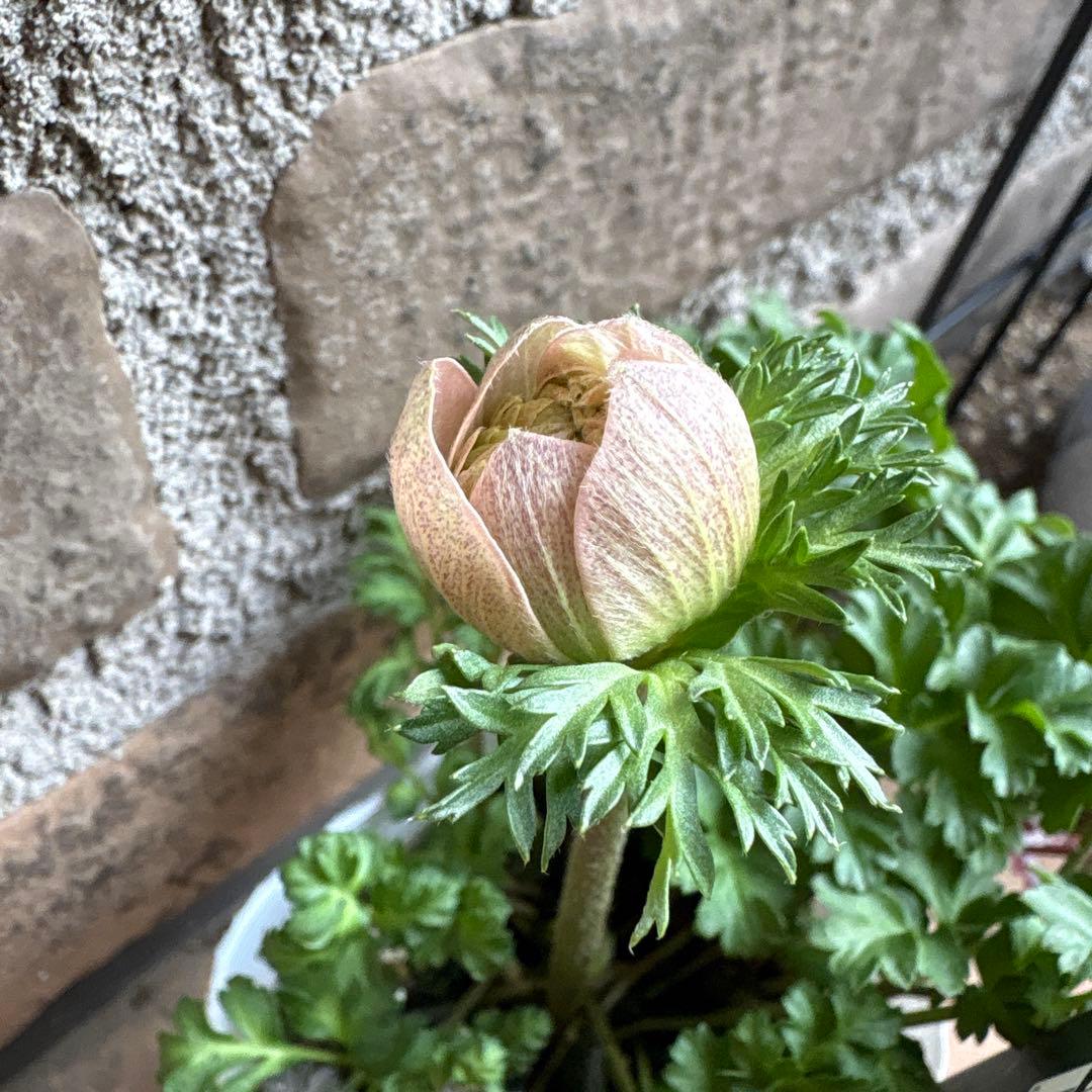 アネモネ八重クラシカル