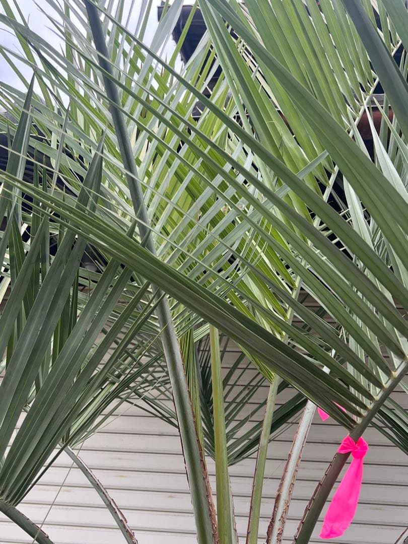 ココスヤシ　大株極太シルバーリーフ　カルフォルニアスタイル　送料込み価格