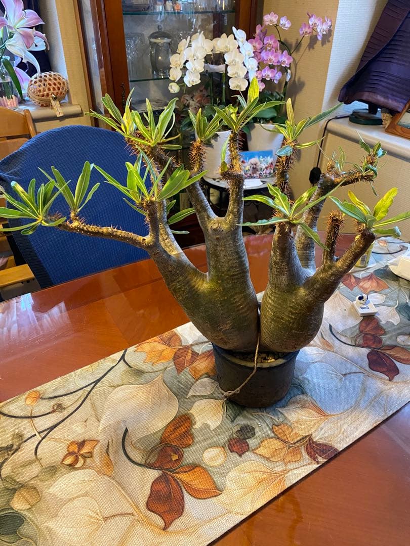 グラキリス多頭 大 現地球