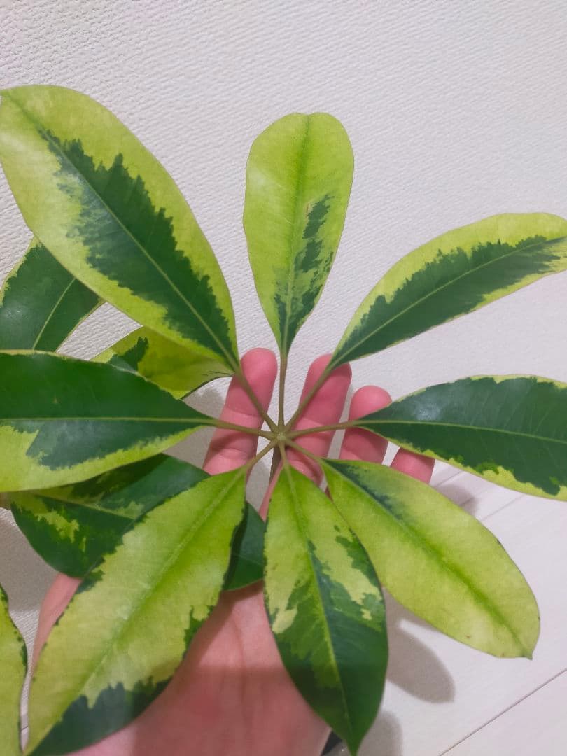 ツピタンサス　斑入り