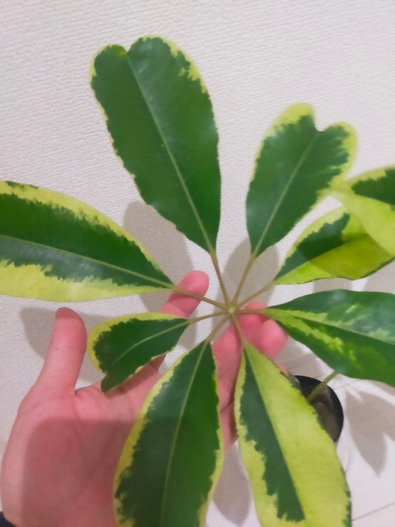 ツピタンサス　斑入り