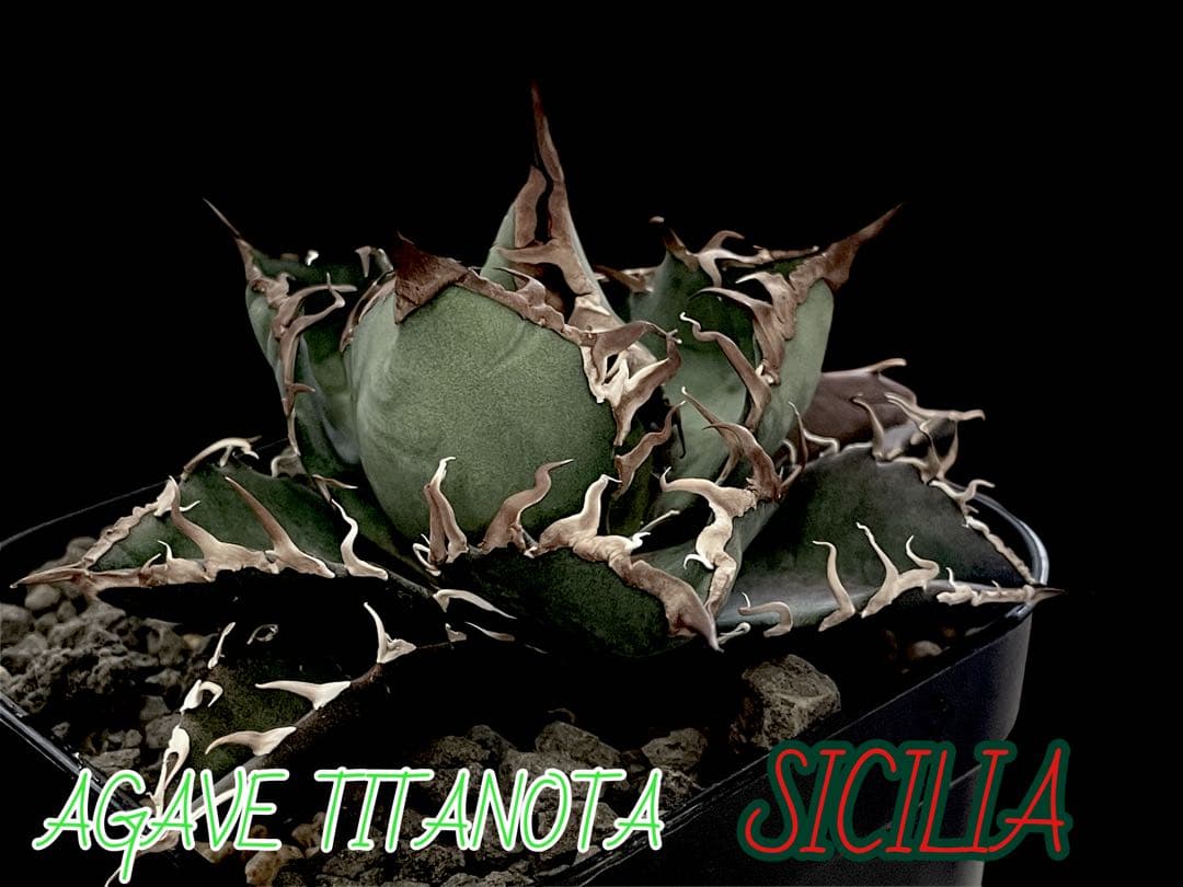 レア特価【CG産】アガベ チタノタ　シチリア　スパチタ　カクタスグリーン　子株