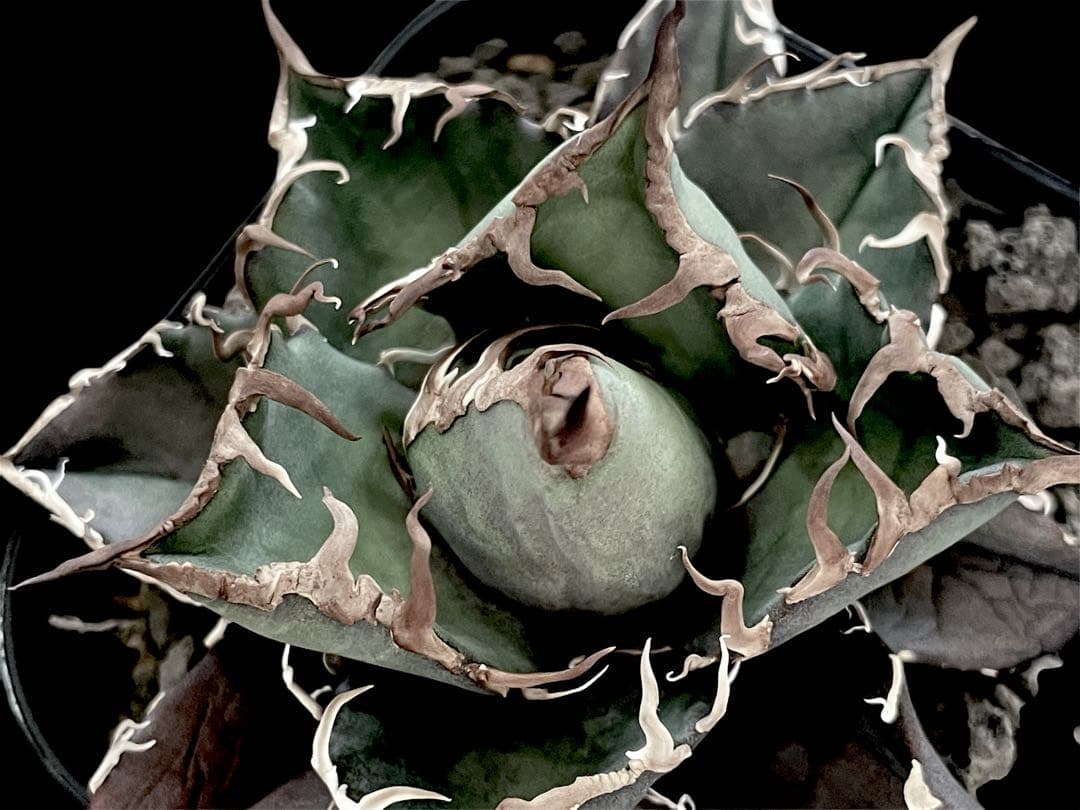 レア特価【CG産】アガベ チタノタ　シチリア　スパチタ　カクタスグリーン　子株