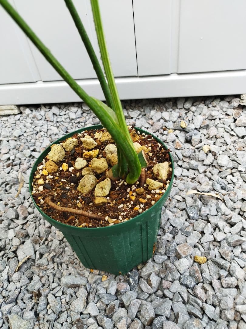 斑入りモンステラA7 タイコンデリシオーサ　鉢ごと発送