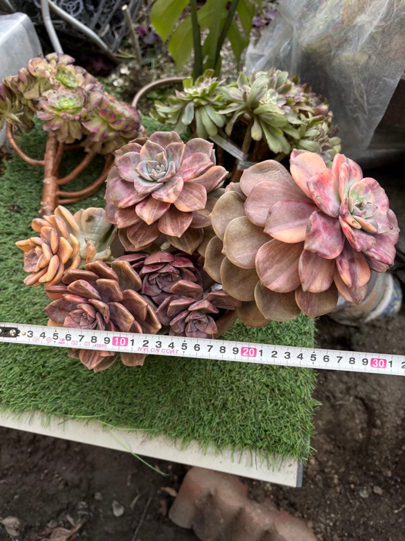 多肉植物　パープルディライト錦