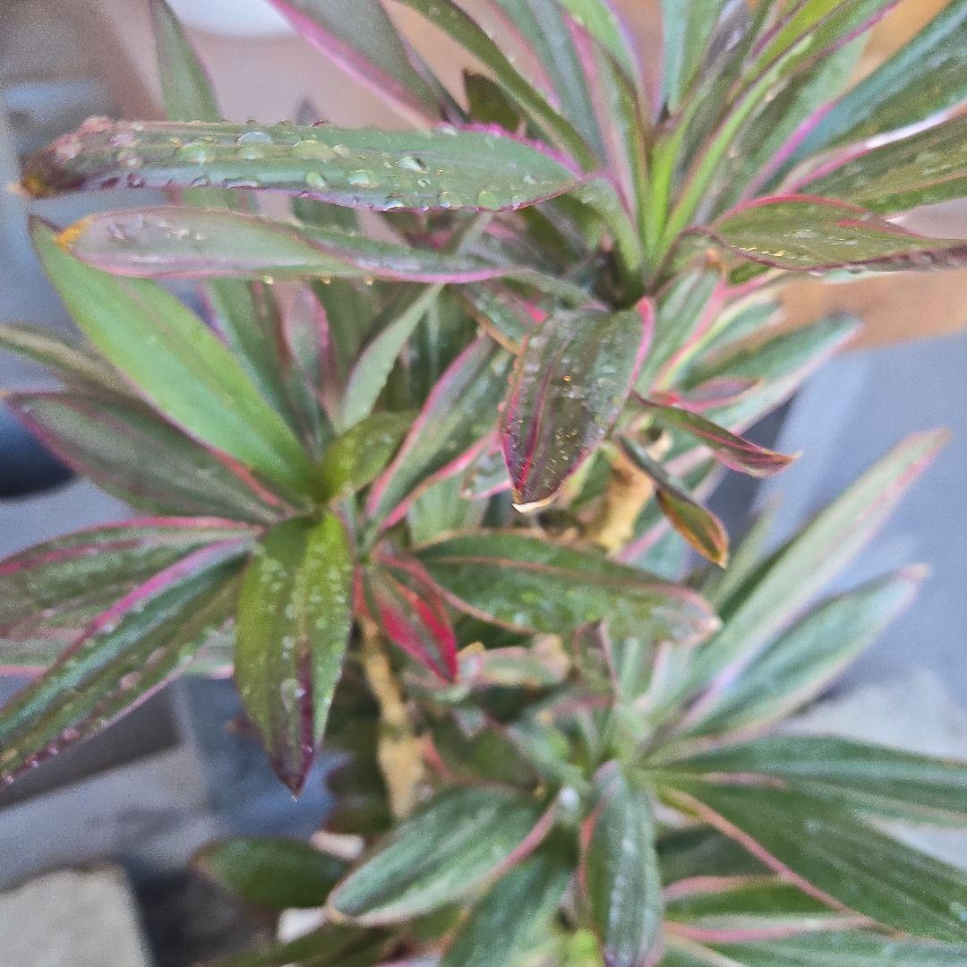 ⑥　コルジリネ　サンゴ　7号最高等級極上品　　超希少品種‼️