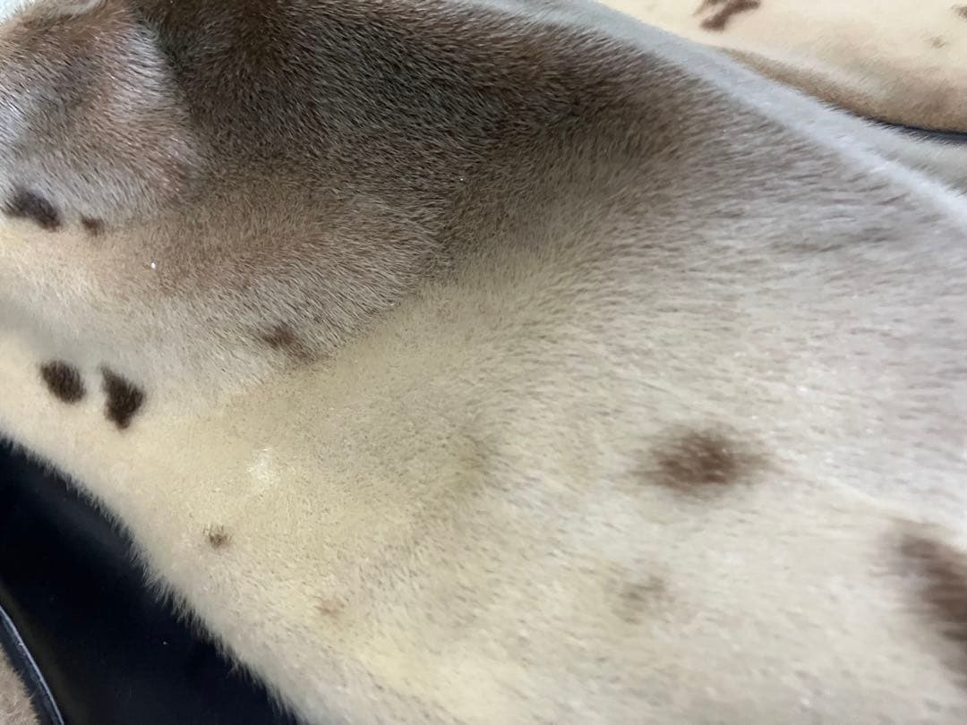 レディース　キャディバッグ　高級＆稀少