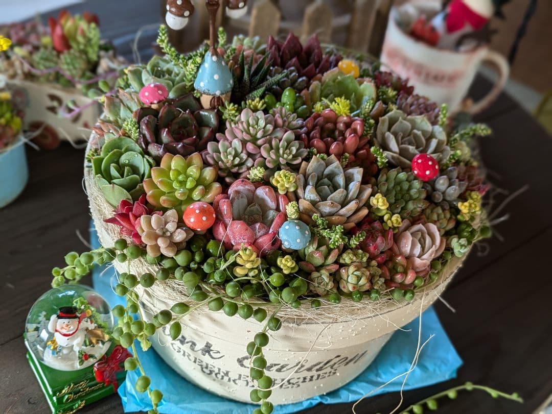 多肉植物 そのまま飾れる 大きな寄せ植え Χ’mas 雪だるまスノードーム付☆★