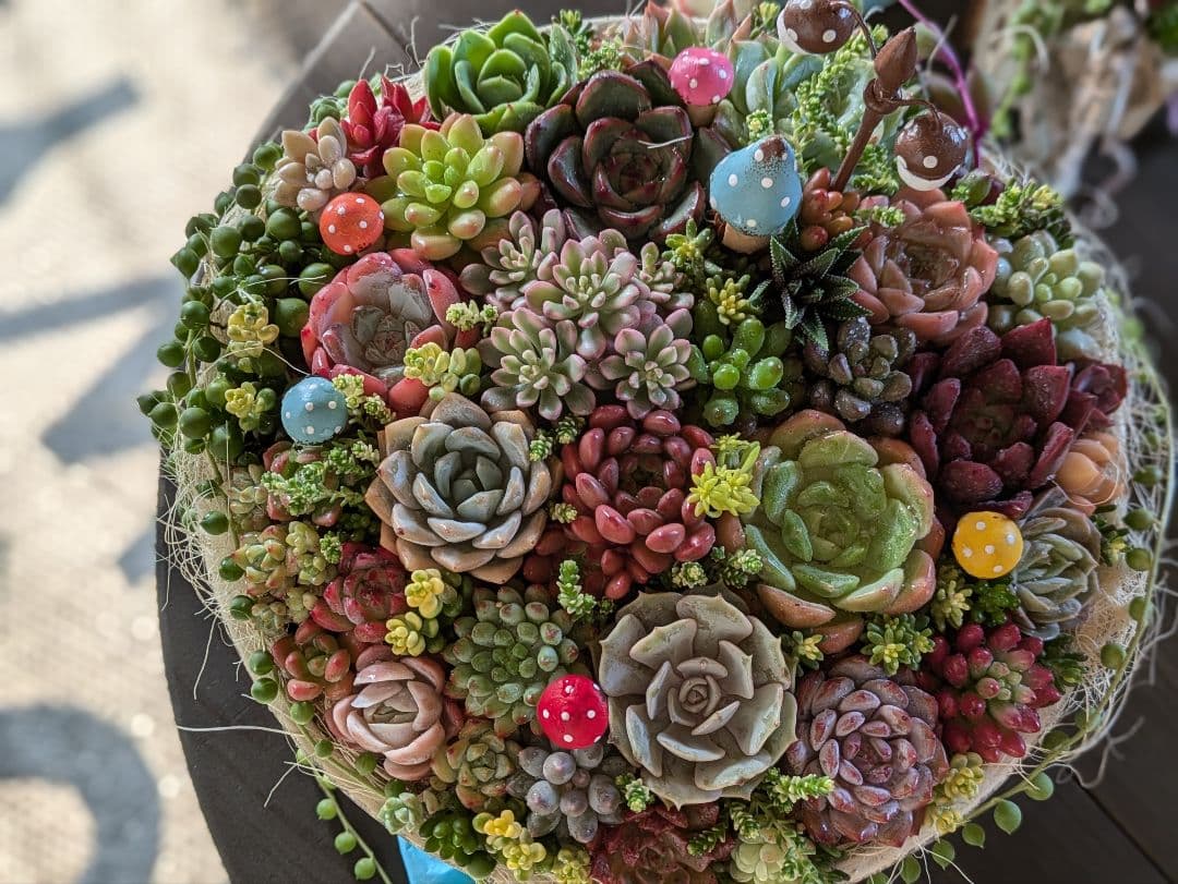 多肉植物 そのまま飾れる 大きな寄せ植え Χ’mas 雪だるまスノードーム付☆★