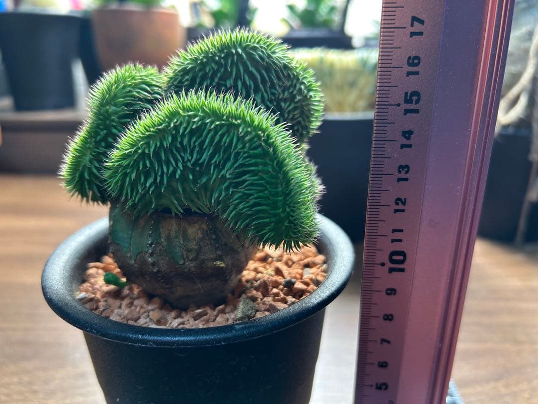 綴化コレクションセット　セレウス　ギムカリ　スザンナエ