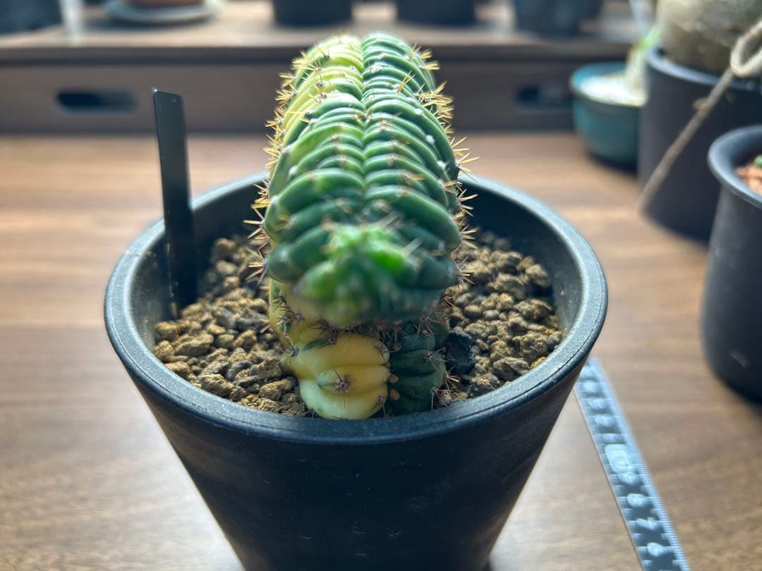 綴化コレクションセット　セレウス　ギムカリ　スザンナエ