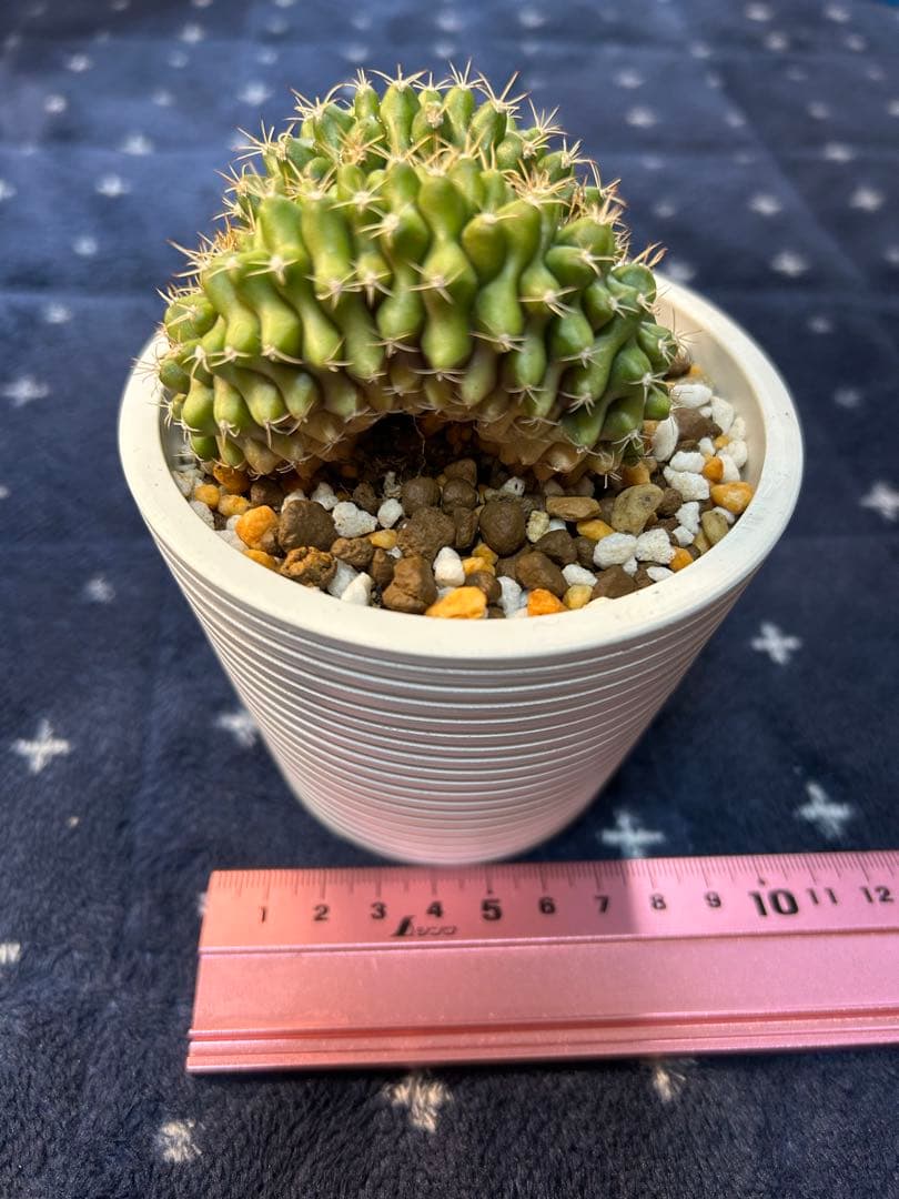 綴化コレクションセット　セレウス　ギムカリ　スザンナエ