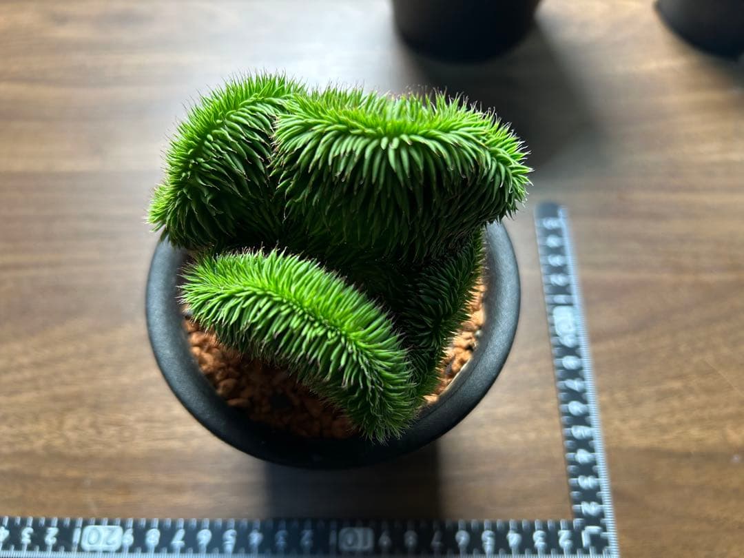 綴化コレクションセット　セレウス　ギムカリ　スザンナエ