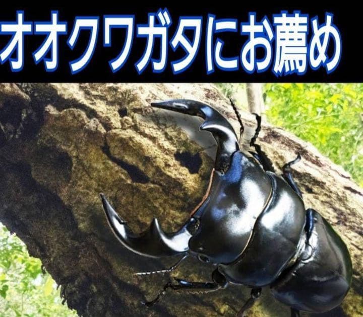 極上！ヒマラヤひらたけ菌糸ブロック【8個】初菌のみ使用！国産オオクワ85ミリ実績