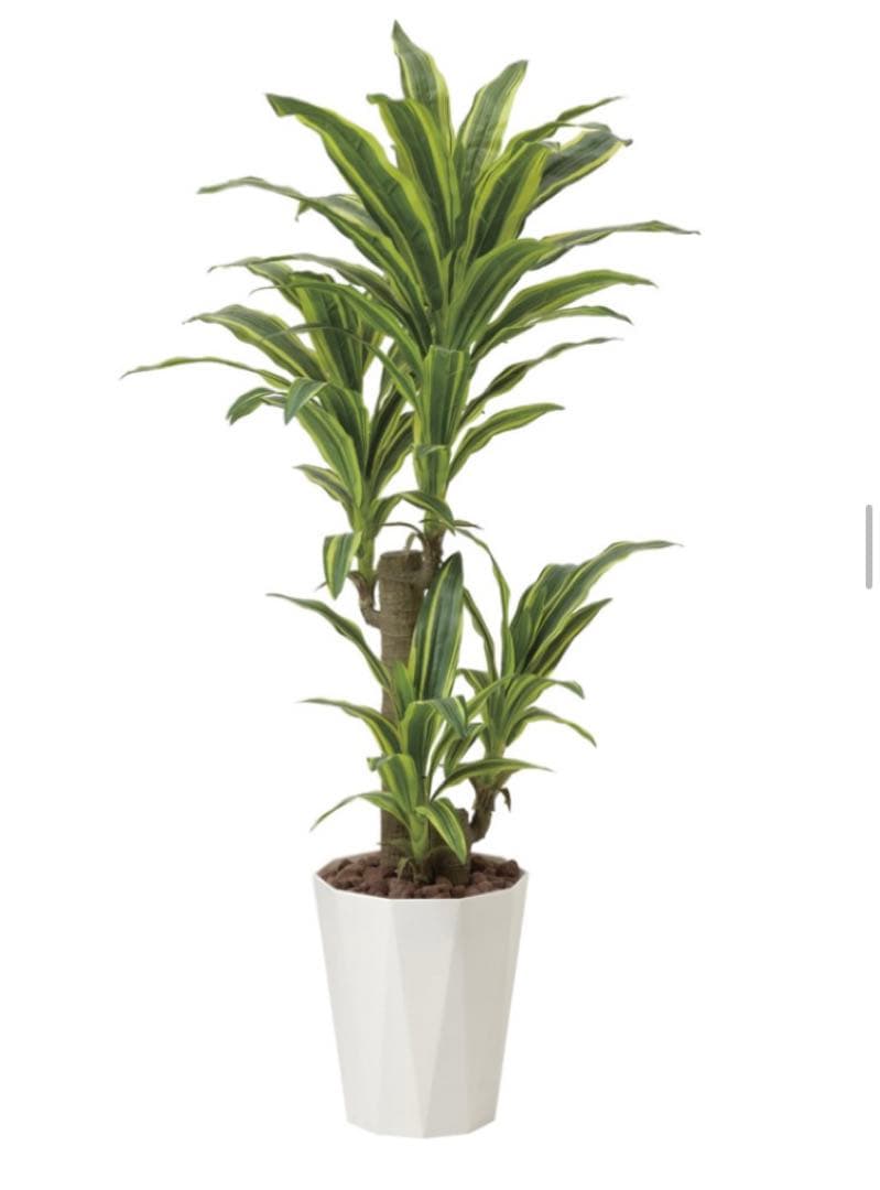 光触媒　人工観葉植物　フェイクグリーン　フレッシュドラセナ 高さ 1.25m