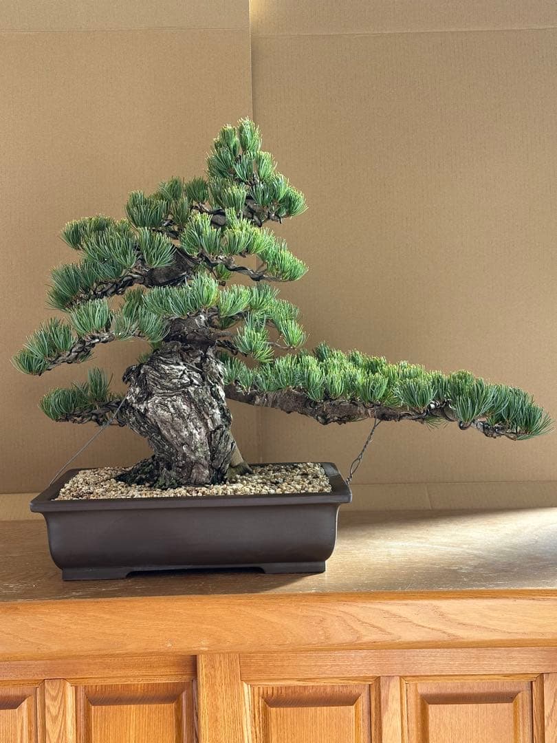 盆栽 銀八房五葉松 極太