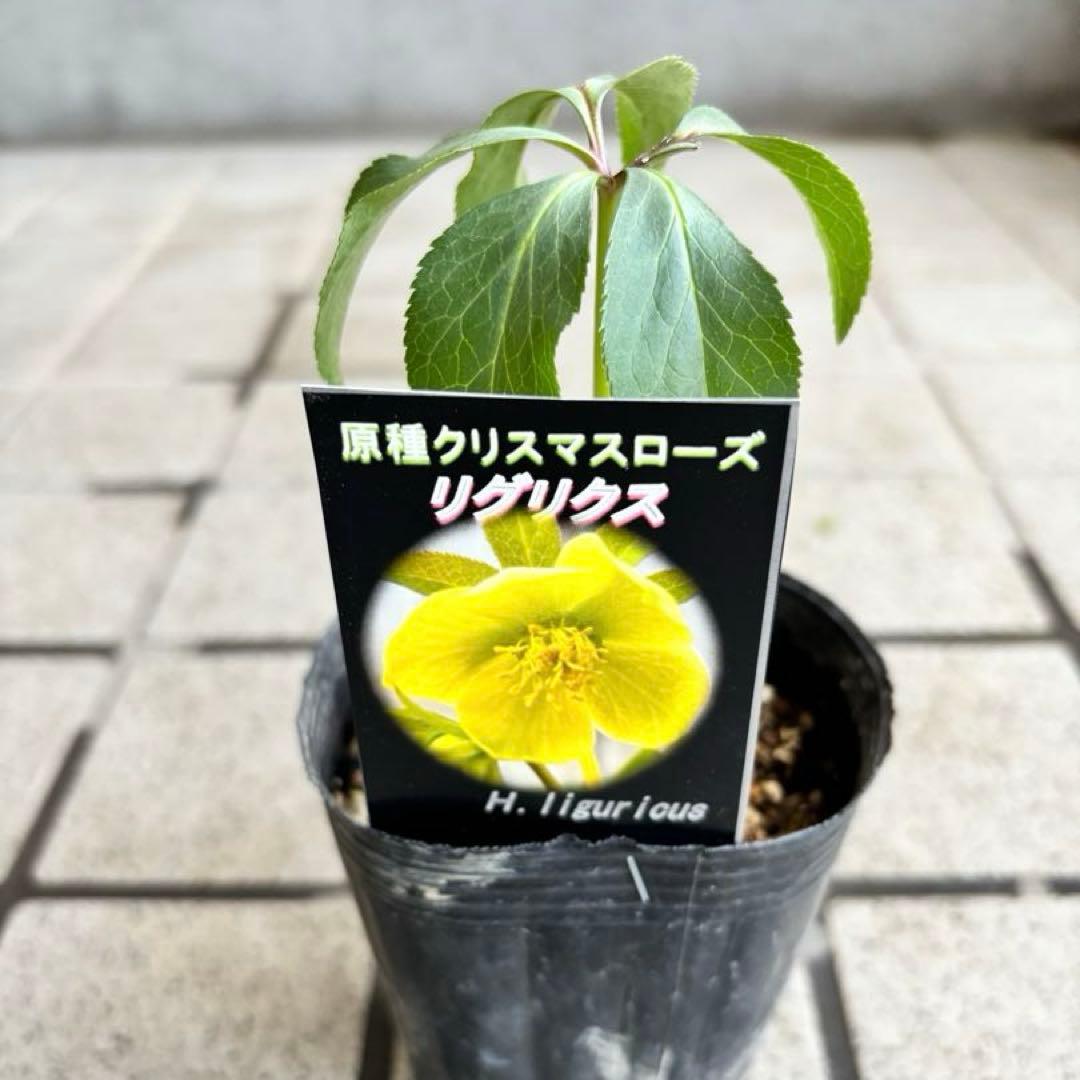原種クリスマスローズ　クロアチカス　アトロルーベンス　デュメトルム　交配　苗