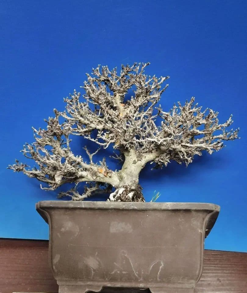 老爺柿 雄木 ロウヤガキ 極小葉性 オス木 盆栽 (X)