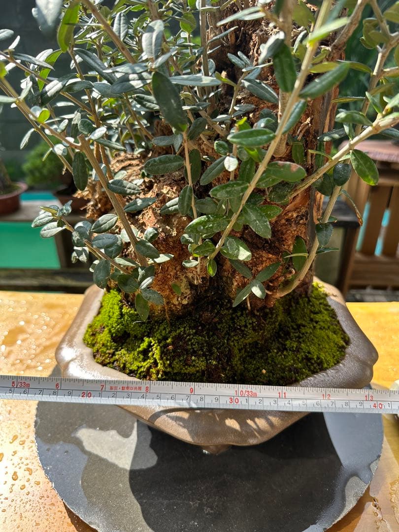 オリーブ盆栽 美しい盆栽 陶器鉢 約30cm