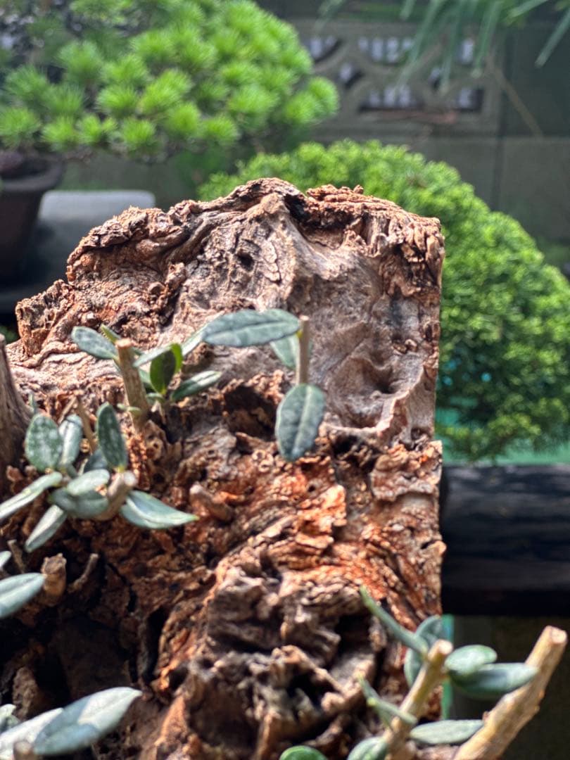 オリーブ盆栽 美しい盆栽 陶器鉢 約30cm