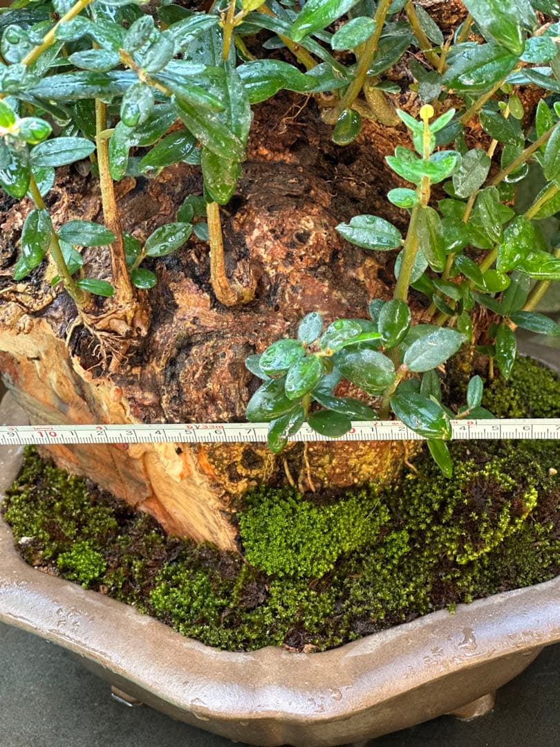 オリーブ盆栽 美しい盆栽 陶器鉢 約30cm