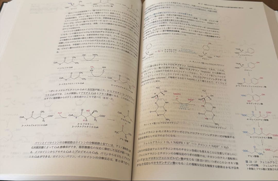 【新品未使用】ストライヤー 生化学 第8版