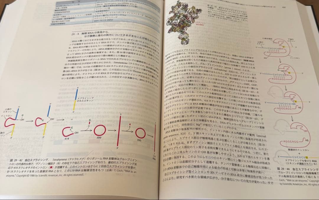 【新品未使用】ストライヤー 生化学 第8版