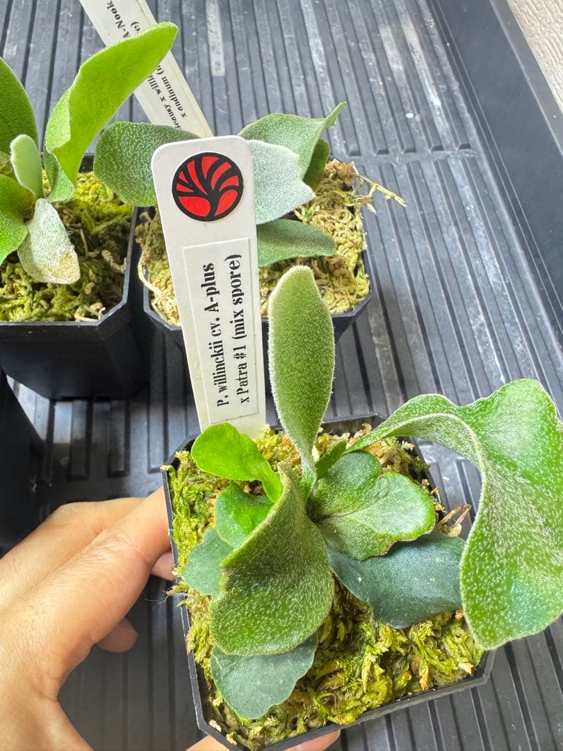 nook 4種　TK含　ビカクシダ