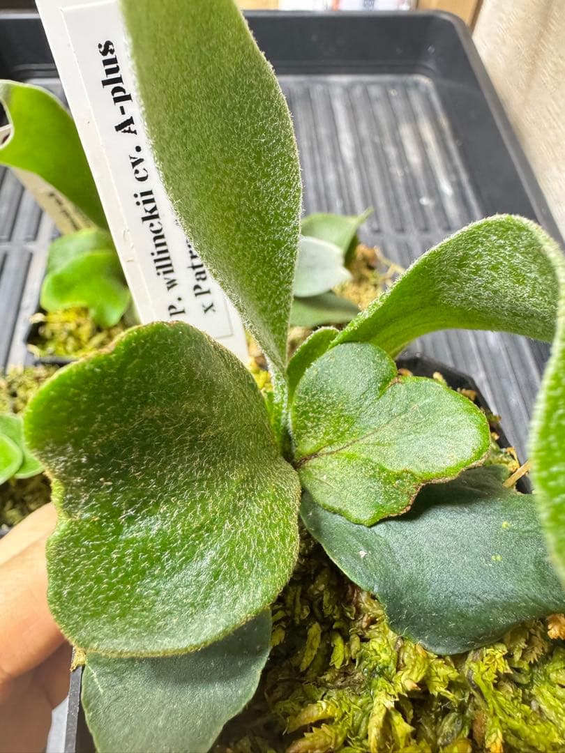 nook 4種　TK含　ビカクシダ