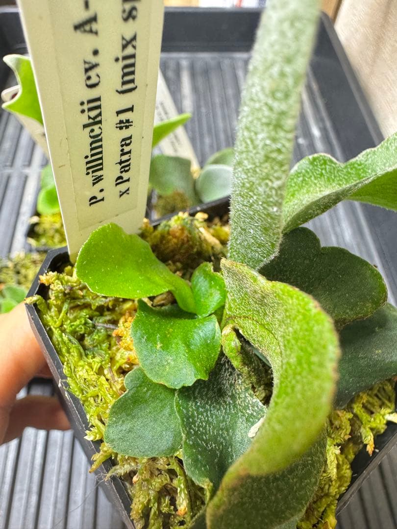 nook 4種　TK含　ビカクシダ