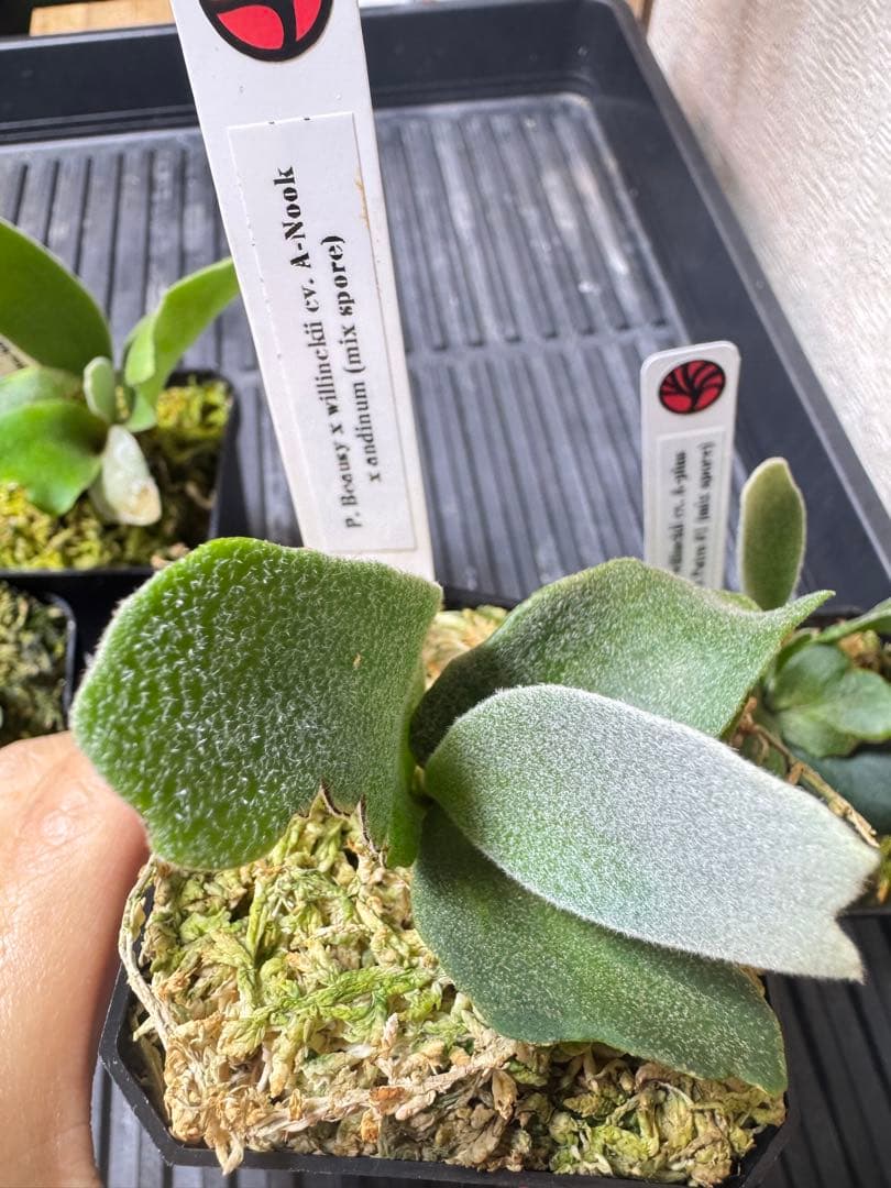 nook 4種　TK含　ビカクシダ