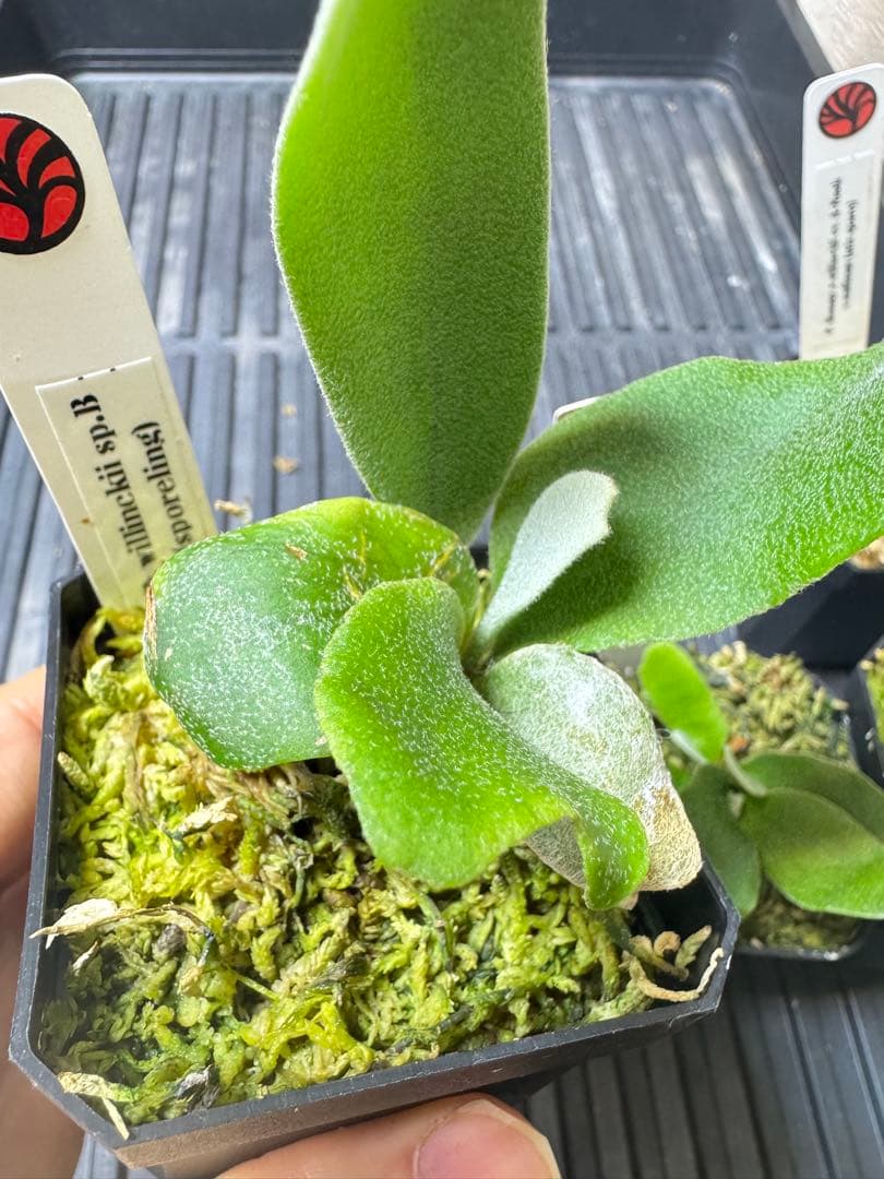 nook 4種　TK含　ビカクシダ