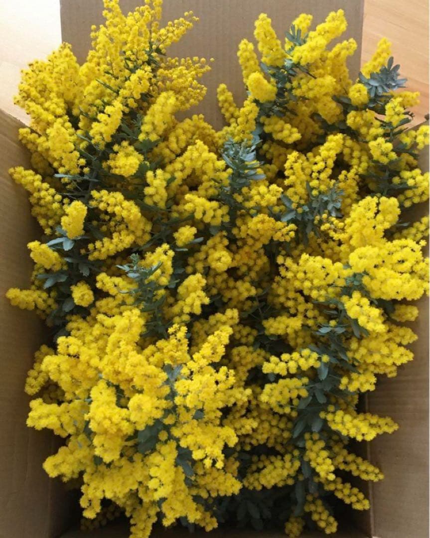 Misayoutaro　ミモザ　保水有り　100サイズ発送 生花
