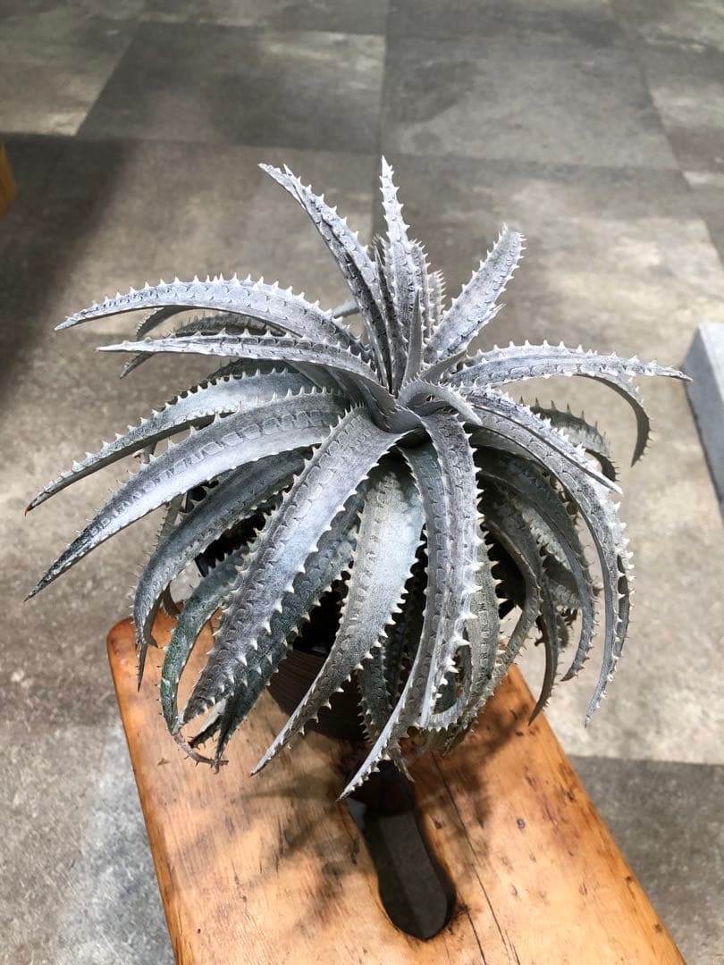 ディッキア・スノーボール