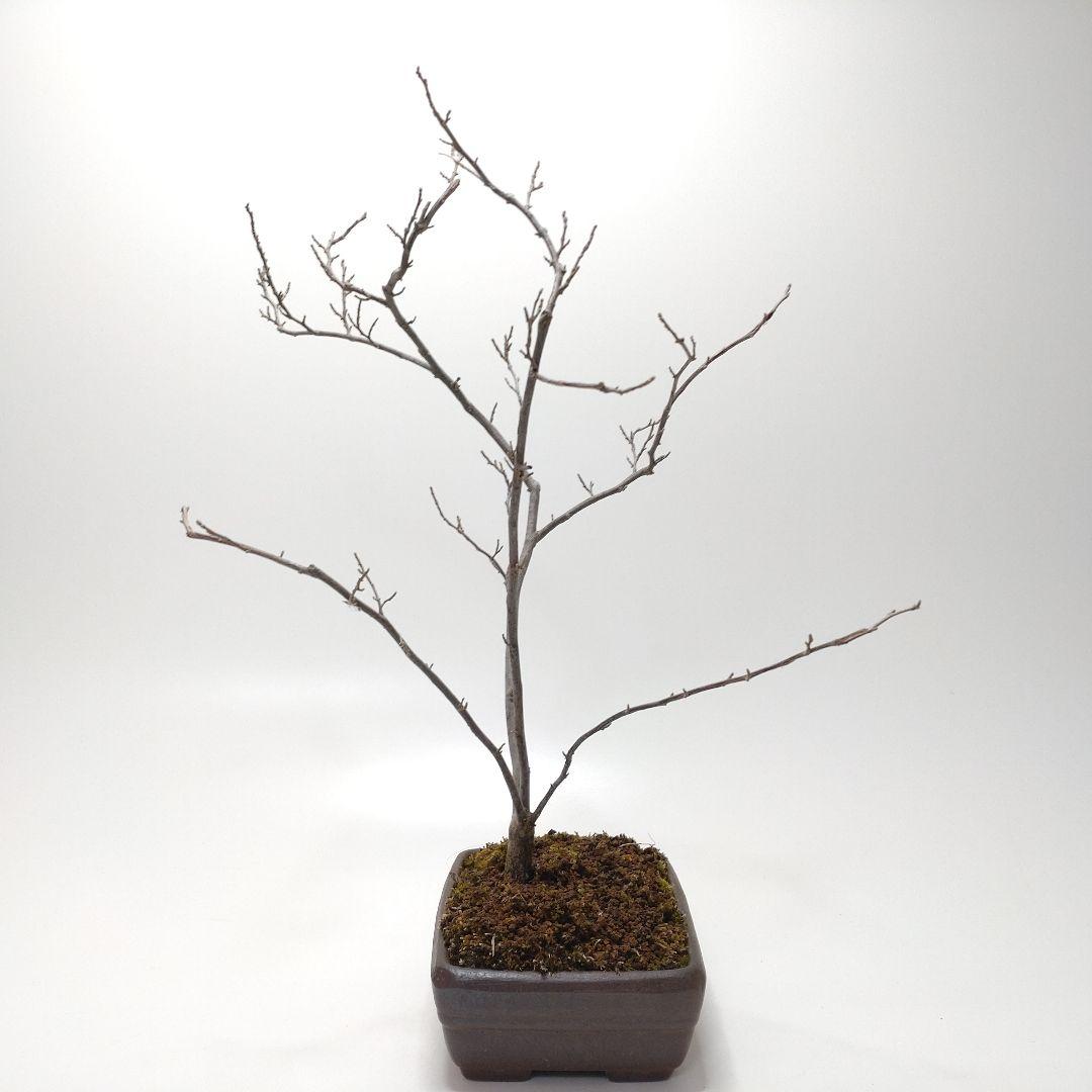 寒樹エゴノキ盆栽 SS016