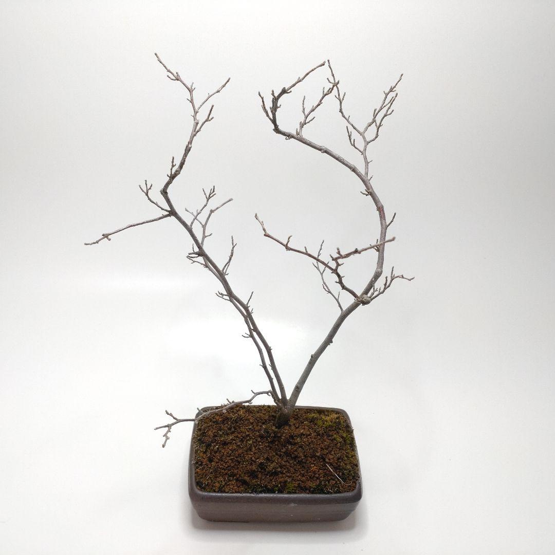 寒樹エゴノキ盆栽 SS016