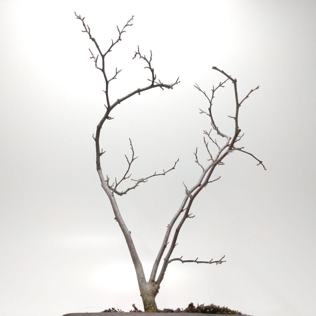 寒樹エゴノキ盆栽 SS016