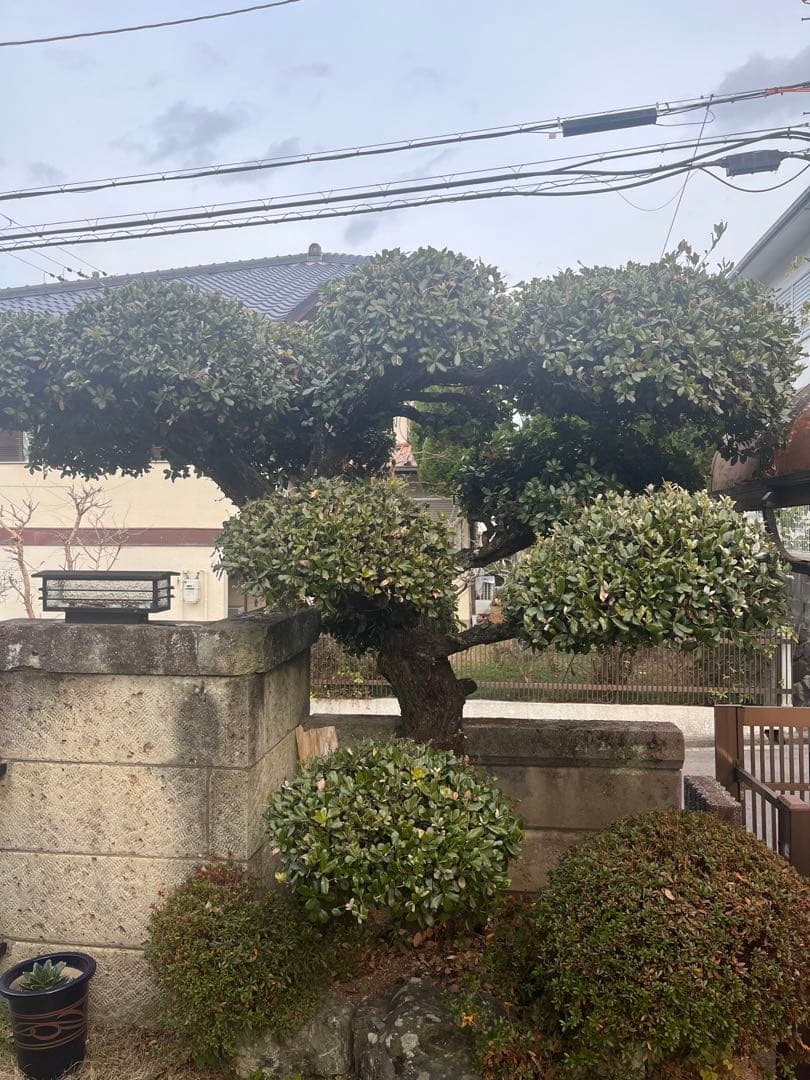 引き取り限定 門かぶり 常緑樹