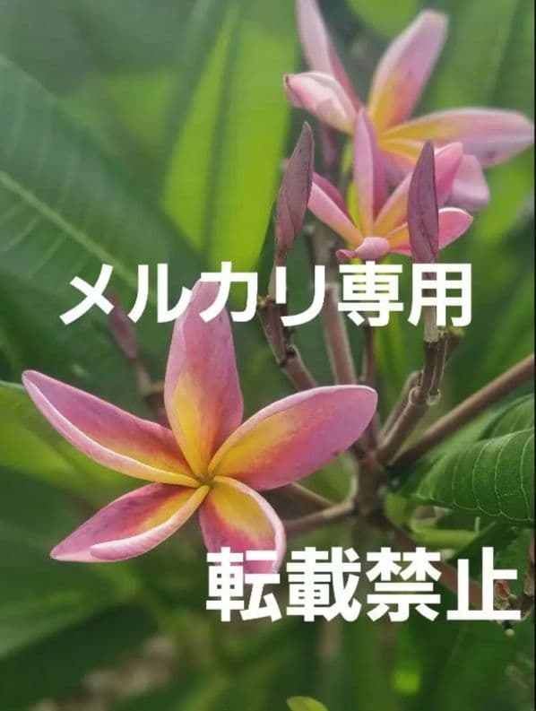 プルメリア　メタリカ②　長めのカット苗(挿し木用)